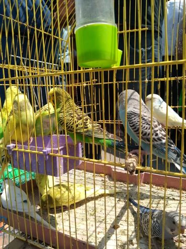 quş qefesi: Valnistler 12 manattan hamsin alana hopdavoy tek tek 14 Azn