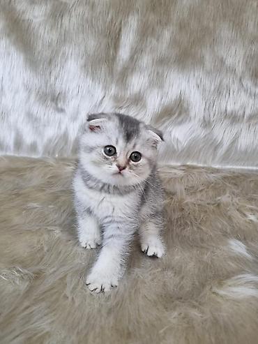 Pişiklər: Şotland yastı qulaq, Erkək, Dişi, Yaxşı əllərə, Ünvandan götürmə, Pulsuz çatdırılma, Ödənişli çatdırılma — 10