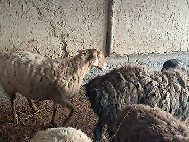 Баран, овца: Продаю | Овца (самка) | Для разведения | Матка — 3