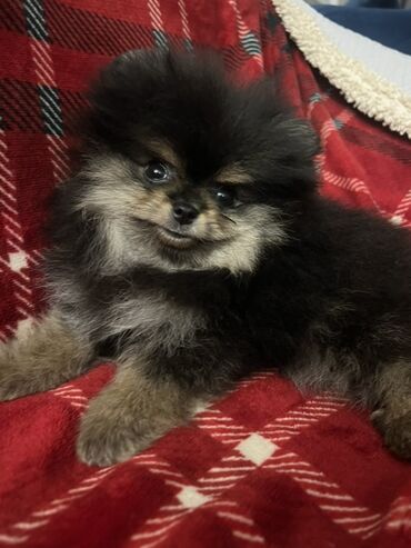 american bully psi: Pomeranac Boo unikatni muzjak black and tan boje,star 2.5