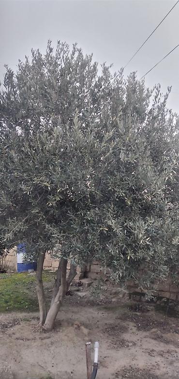 serv agaci: Məhsul: Zeytun ağacları (canlı bitkilər) Təsvir: - Şəkillərdə iri — 1