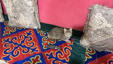 серая кошка: Котёнок, серый тигровый окрас - Домашний короткошёрстный котёнок с — 4