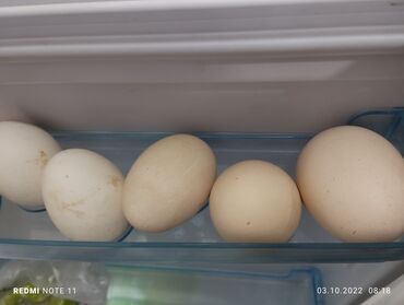 купить перепелиные яйца инкубационные: Продаю | Инкубационные яйца