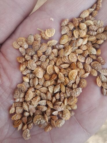кофеварка зерновая для дома: Семена и саженцы Самовывоз