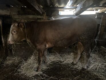 Inəklər, öküzlər: Erkək, il: 1, 100120 kq, Damazlıq, Ətlik, Ünvandan götürmə — 6