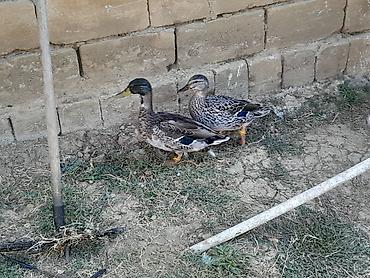 müşk ördəyi: İki Boz Çöl Ördəki Satılır Biri erkəy Digəri İsə Dişi — 2