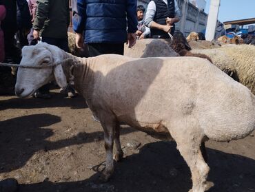бараны кант: Продаю | Овца (самка) | Матка