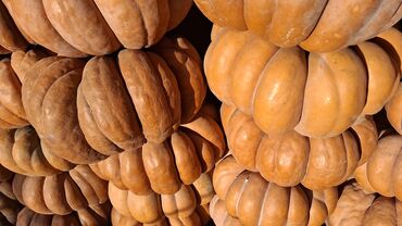 цена пшеницы в бишкеке 2022: Ашкабак сатылат абалы жакшы көп көлөмдө бар