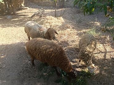 Ana bala və tək quzu bala erkəkdi ünvan mehdiabad