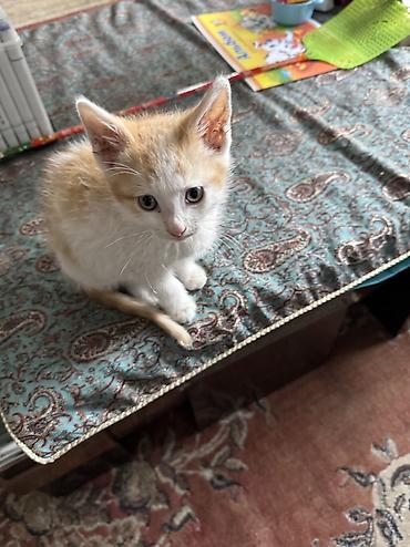 кошки манчкин: Кошка даром: Беспородная, 1 месяц, Мальчик — 5