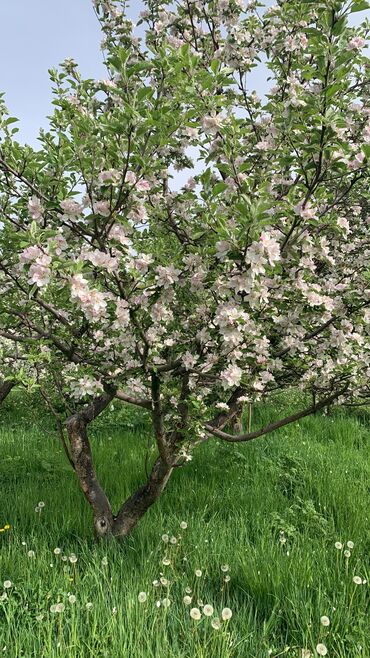 Продажа домов: Дом, 90 м², 6 комнат, Собственник at lalafo.kg — 7 Продажа домов: Дом, 90 м², 6 комнат, Собственник — 7