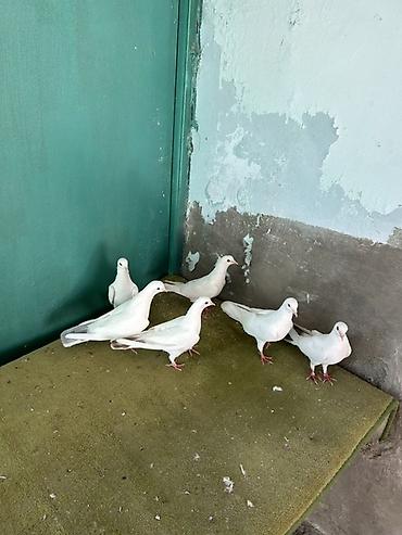 Ağ rəngli göyərçinlər – dekorativ və uçuş üçün yararlı quşlar - Rəng