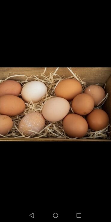 Птицы: Продаю яйцо Дакана на инкубацию звонить/писать