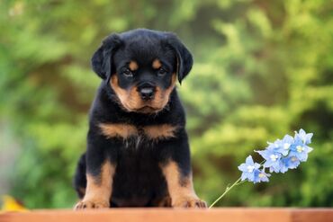 it növləri: Rotveyler, 2 ay, Erkek, Peyvəndli, Ödənişli çatdırılma