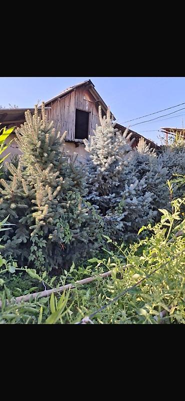 уй емерек: Ель колючая (Picea pungens, голубая ель) — саженцы разных размеров. - — 4