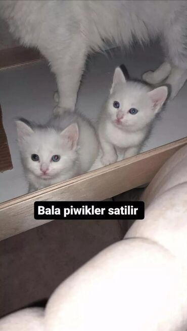 bala pişik şəkilləri: Türk anqora, Erkək, Dişi, Yaxşı əllərə, Ünvandan götürmə