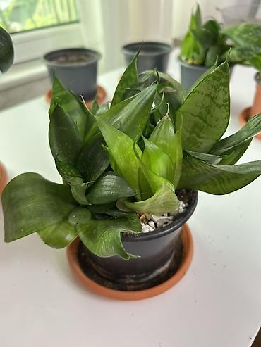 epimedium bitkisi satisi: Sansevieria kompakt dekorativ otaq bitkisi - Dibçəklə birlikdə — 1