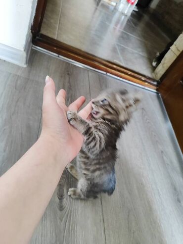 отдам котенка в хорошие руки: Отдам котенка (3 месяца)в хорошие руки,к лотку приучен