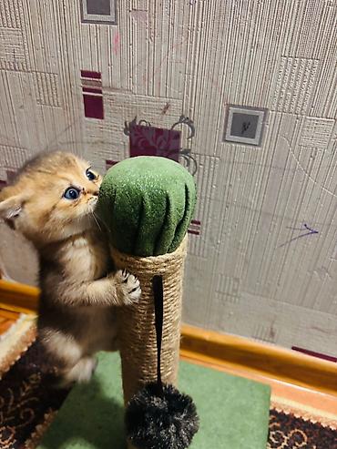 Pişiklər: Şotland — 2