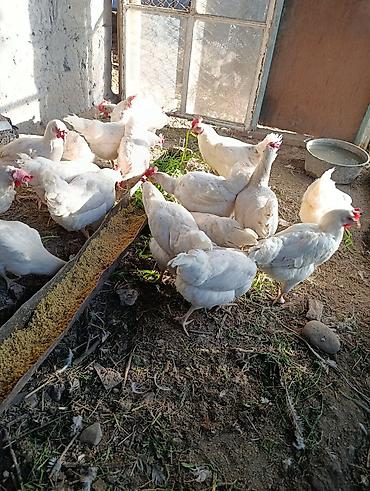 Птицы: Несушка тооктор уйдо оскон — 10