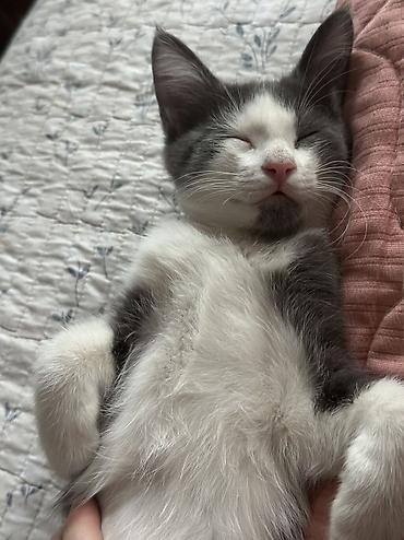 шатланские котята: Кошка даром: Беспородная, 3 месяца, Девочка, Приучена к лотку — 2
