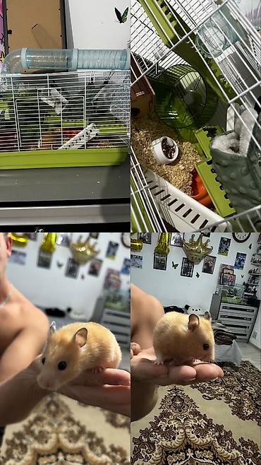 находка: Хомячек девочка 🐹 С большой клеткой и шариком для прогулки Ласковая — 1