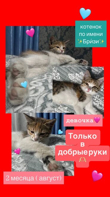 кошку в добрые руки: Мышык бекер берилет: Породасыз, 2 айлык, Ургаачы, Эмделген, Лотокко барууга үйрөтүлгөн, Курттардан тазаланган