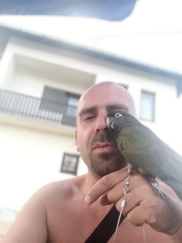 Oprema za kućne ljubimce: Povodci za papagaje – sigurnost, sloboda i poverenje u jednom! — 9