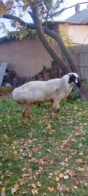 куплю свиней живым весом срочно: Продаю | Баран (самец) | На забой