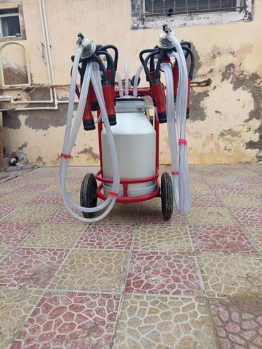 inək öd daşı: 5aydi isdiyib iki ineylikdi hec bir yerinde problemi yoxdu ela