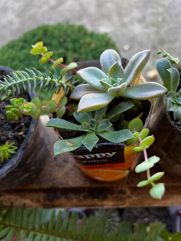 Otaq bitkiləri: Her nov guler var endirimnen verecem Gencedi istiyen yazsin satiş -da lalafo.az — 36 Otaq bitkiləri: Her nov guler var endirimnen verecem Gencedi istiyen yazsin satiş — 36