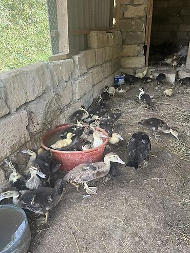 bala keci: Lal ördək balaları satılır 45 gündən yuxarıdı.Sayı 30-a yaxındı.Qiymət — 1