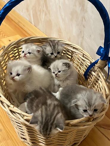 Pişiklər: Britan, Erkək, Dişi, Yaxşı əllərə, Ünvandan götürmə, Pulsuz çatdırılma, Ödənişli çatdırılma — 4