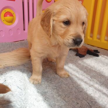 Άλλα: Golden retriever Our gorgeous family pet Rose has given birth to a