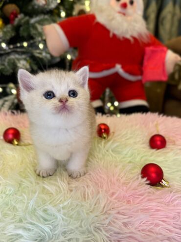 Pişiklər: Cins Paroda pişikləri. Şotland, Britan, Pers. Rəngləri də cür bə cür — 5