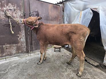 Коровы, быки: Продаю | Тёлка | Для разведения | Привязанные — 15