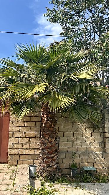 Деревья: Mexikan fan xurması – Washingtonia robusta (dekorativ palma) - Növ — 1