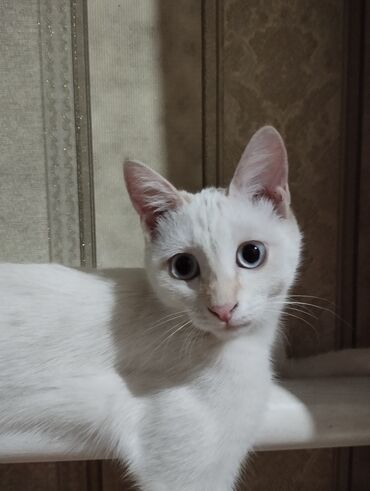 коты в оше: 5 месяцев, Девочка, Белый, Приучена к лотку
