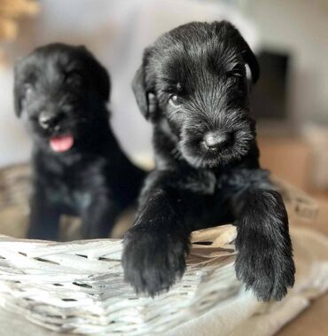 Psi: Veliki Crni Snaucer štenci vrhunskog izlozbenog porekla na prodaju — 9