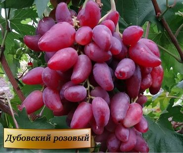Саженцы и черенки винограда Белоснежка 300 Дубовский розовый 500 к-ш