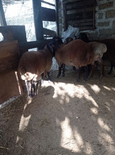 Qoyunlar, qoçlar: Erkək, Qala, il: 1, 75 kq, Damazlıq, Ünvandan götürmə -da lalafo.az — 14 Qoyunlar, qoçlar: Erkək, Qala, il: 1, 75 kq, Damazlıq, Ünvandan götürmə — 14