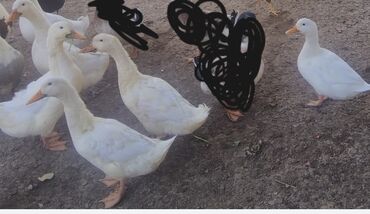 корм для собак баку: Şəkildə olan Ağ erkey ördekler satılır