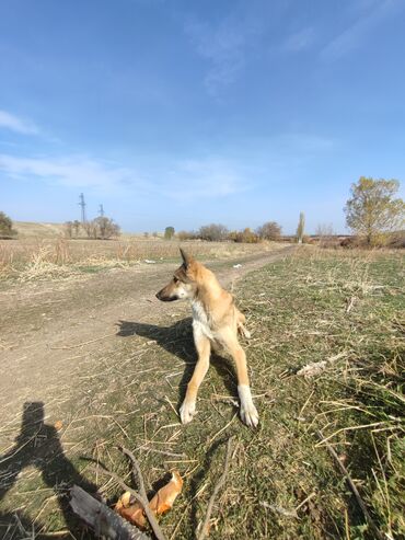 купить собаку овчарку: Лайка, 6 месяцев, Самец