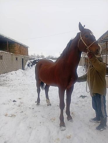 Лошади, кони: Продаю | Конь (самец) | Для разведения, Конный спорт | Племенные — 1