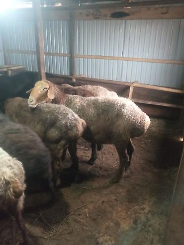 Баран, овца: Продаю | Ягненок, Баран (самец) | Для разведения | Матка — 2