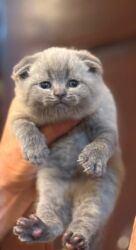 Pişiklər: Britan yastı qulaq, Erkək, Dişi, Yaxşı əllərə, Ünvandan götürmə, Ödənişli çatdırılma, Rayonlara çatdırılma — 26