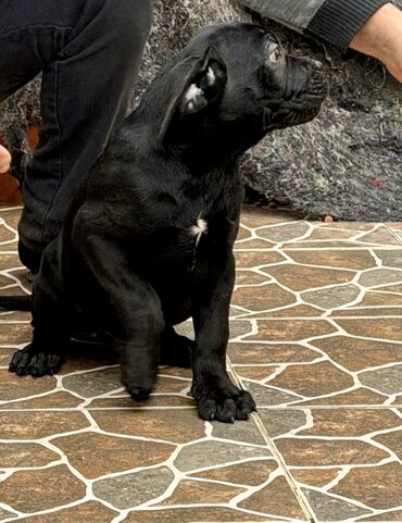 İtlər: Kane-Korso — 1