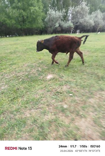 Коровы, быки: Продаю | Бык (самец) — 5