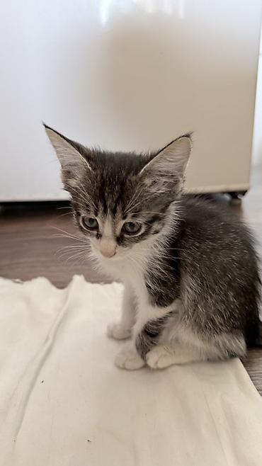 котята скоттиш страйт: Кошка даром: Беспородная, 2 месяца, Девочка — 5