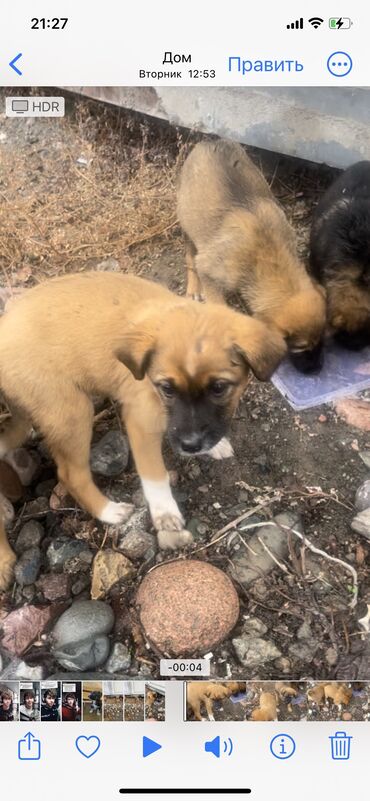 щенки китайской хохлатой собаки: Щенкам нужен дом есть девочки и мальчики 2,5 мес